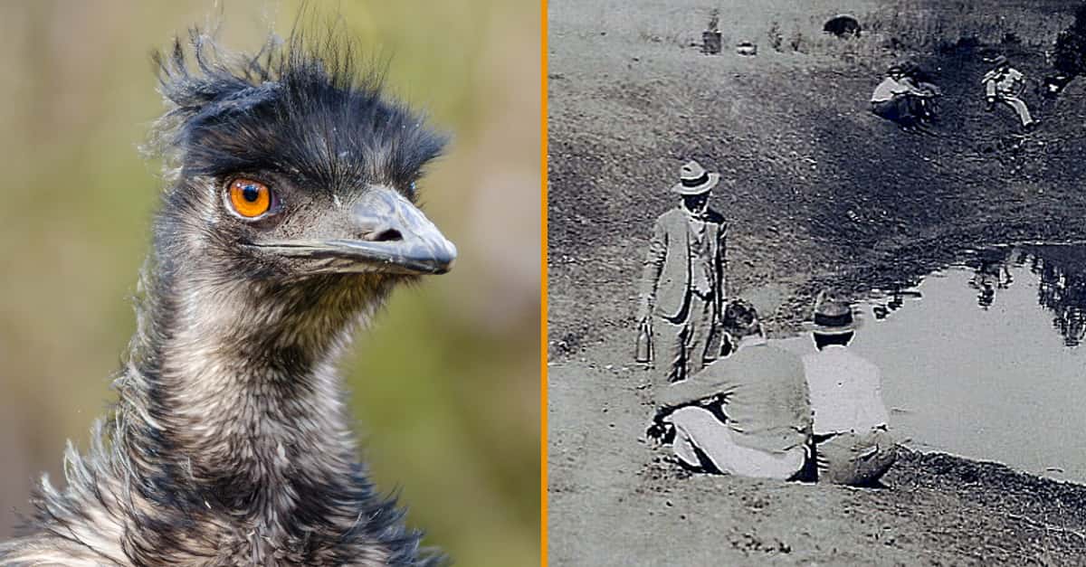 The Great Emu War: History's Overlooked And Most Hilarious Conflict
